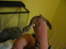 Like a snake
