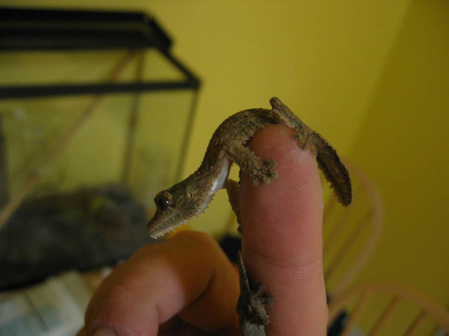 Like a snake