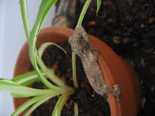 on the pot