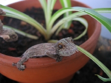 enjoying the pot