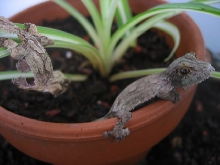 2 on the pot