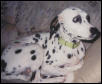 Halligan 89-01 Our Baby