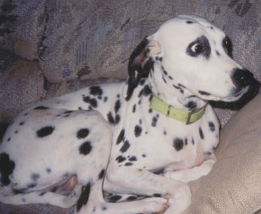 Halligan 89-01 Our Baby