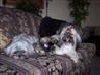Cody, Cooper and Crissy