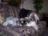 Cody, Cooper and Crissy