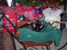 Cooper in sled