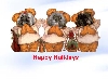 Fur Angels-Crissy,Cody & Cooper