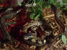 Shoki the Wonder Python