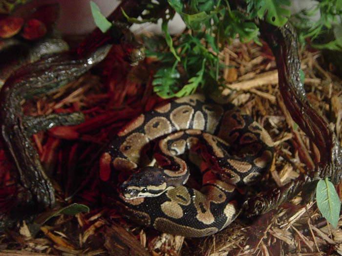 Shoki the Wonder Python