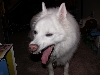 big yawn