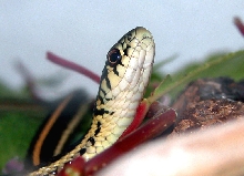 My Garter Snake