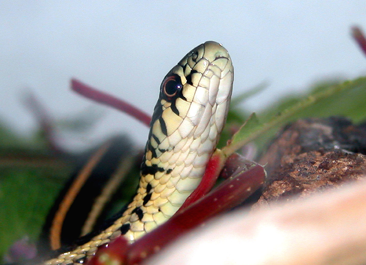 My Garter Snake