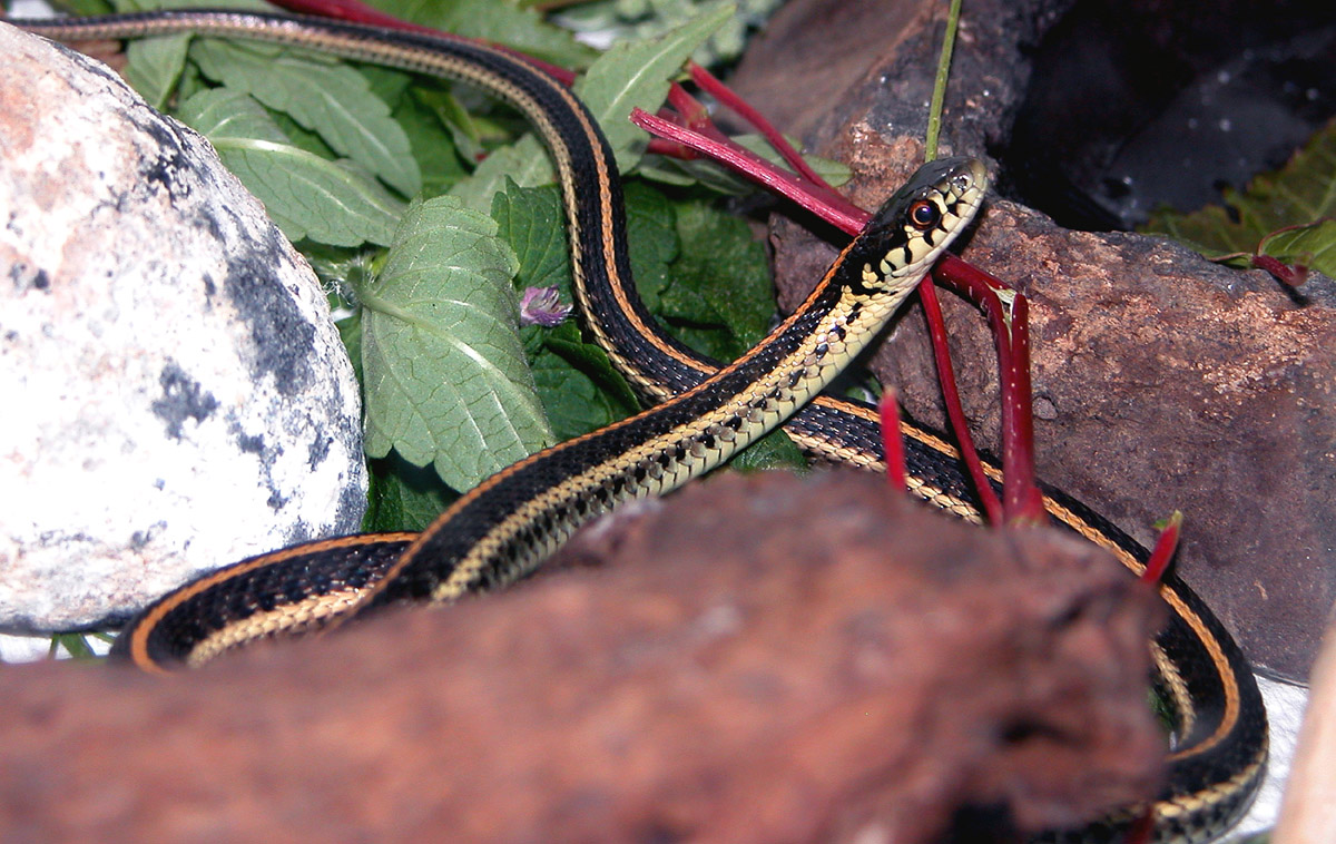 Lazy snake