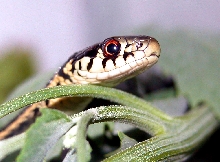 Close up head-shot