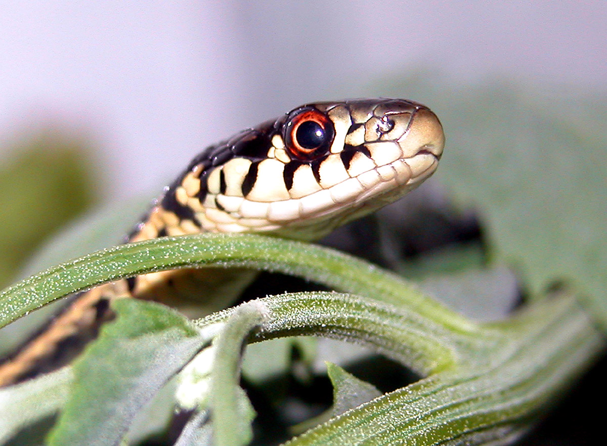 Close up head-shot
