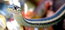 Thamnophis Radix