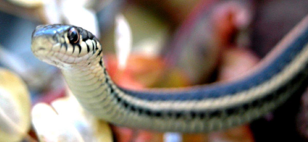 Thamnophis Radix
