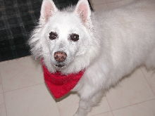 My american eskimo Casper