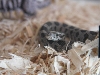 Close up of my corn snake