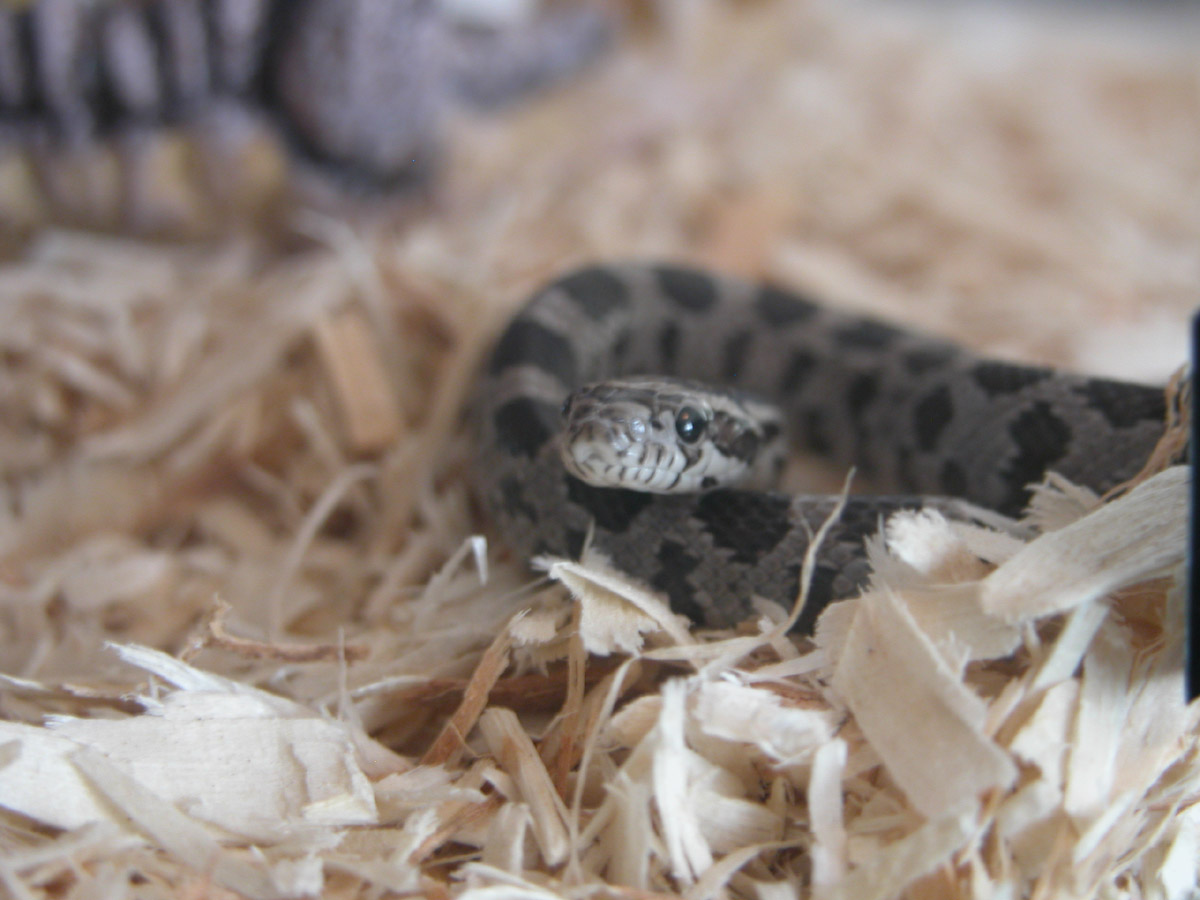Close up of my corn snake