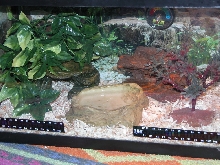 Apricot pueblan 5gal tank
