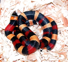 Apricot pueblan after shed