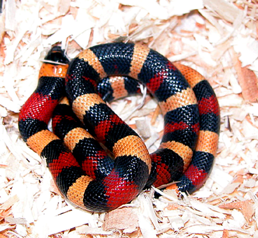 Apricot pueblan after shed