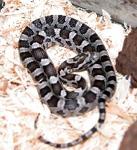 Anery type A corn snake