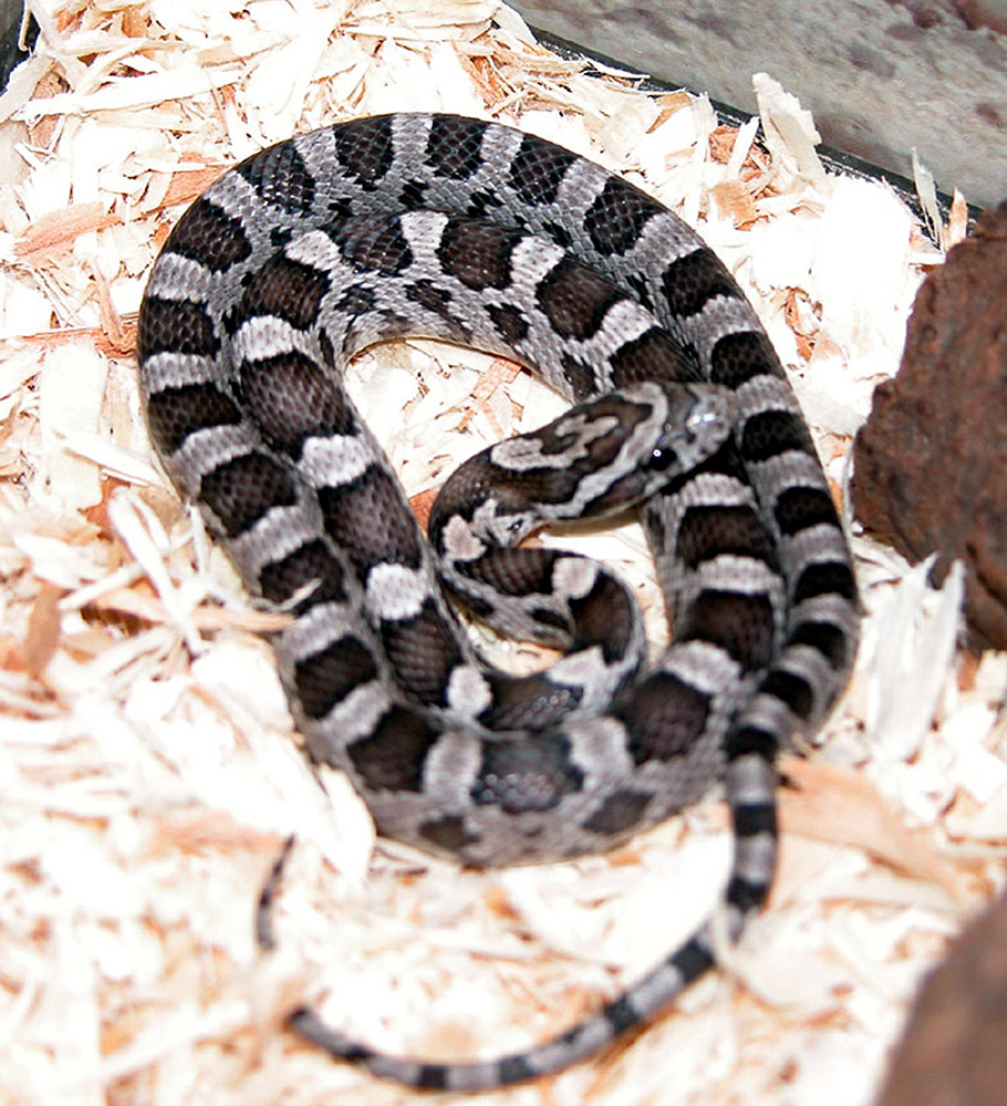 Anery type A corn snake