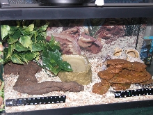 Corn snake enclosure