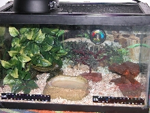 Apricot pueblan tank