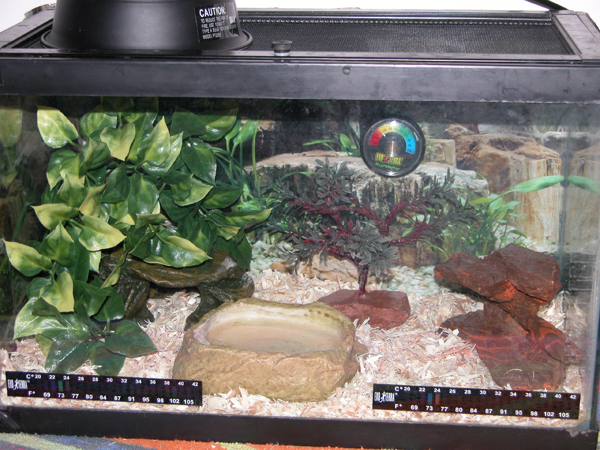 Apricot pueblan tank