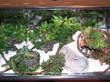 Above view of spotted python enclosure