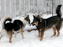 Pixie & Grace