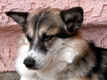 Headshot