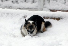 Grace in the Snow