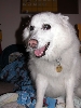my dog