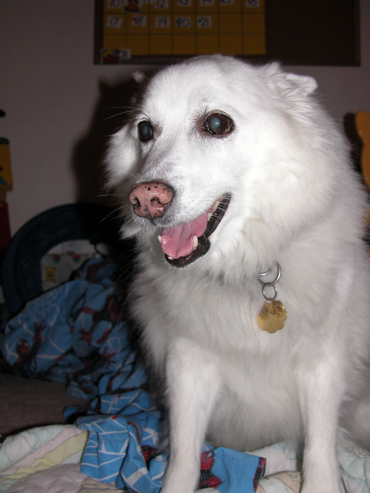 my dog