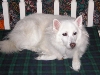 Casper on his new bed