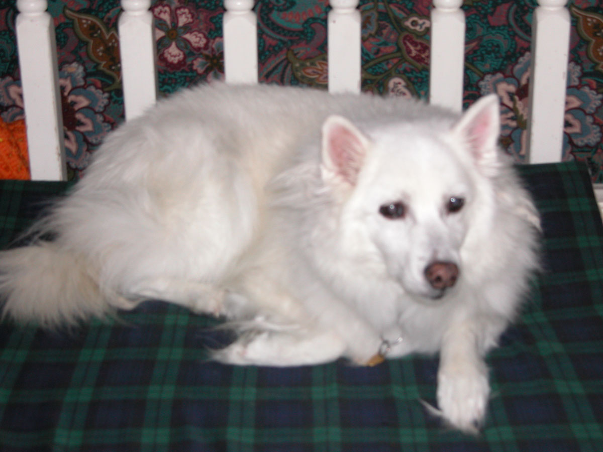 Casper on his new bed