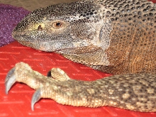 Hannibal on his heat mat