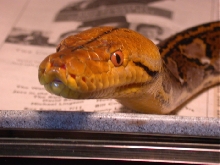 Sirus close-up