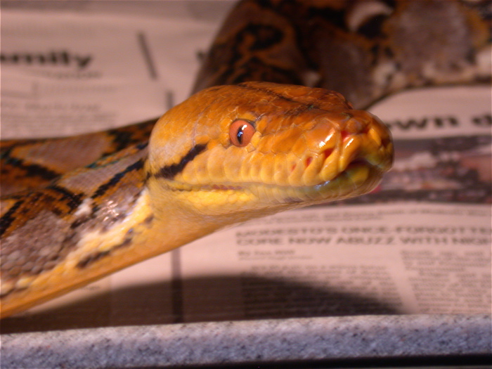 Sirus close-up