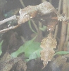 Uroplatus phantasticus | Fantastic Leaf Tail Gecko