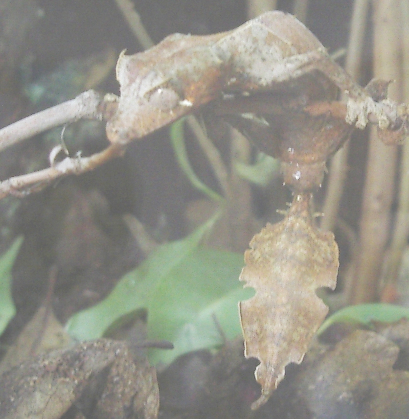 Uroplatus phantasticus | Fantastic Leaf Tail Gecko