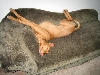 One expensive doggie bed