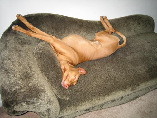 One expensive doggie bed