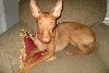 Lill on Couch