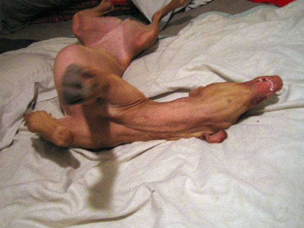 Lilly wiggles on the bed
