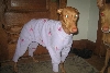 Lill's PJs